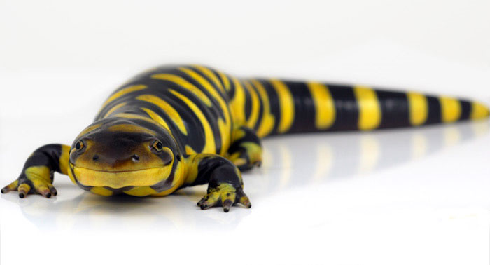 Tiger Salamander